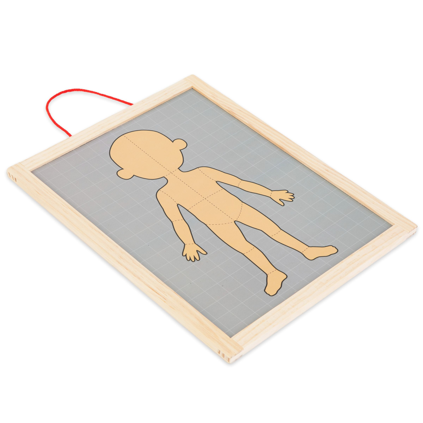 Magnetne uganke - Nauk o anatomiji - Človeško telo