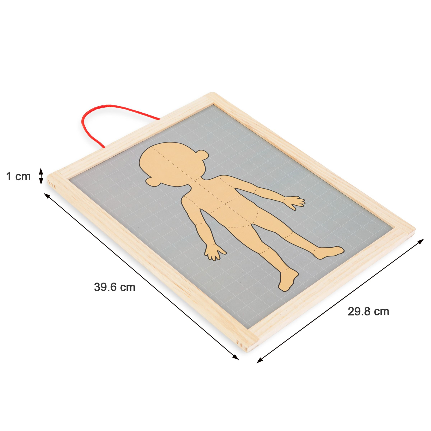 Magnetne uganke - Nauk o anatomiji - Človeško telo