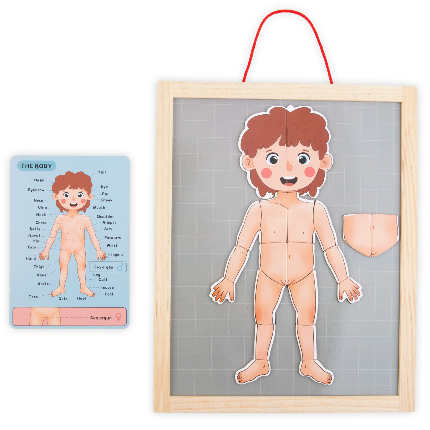 Magnetne uganke - Nauk o anatomiji - Človeško telo