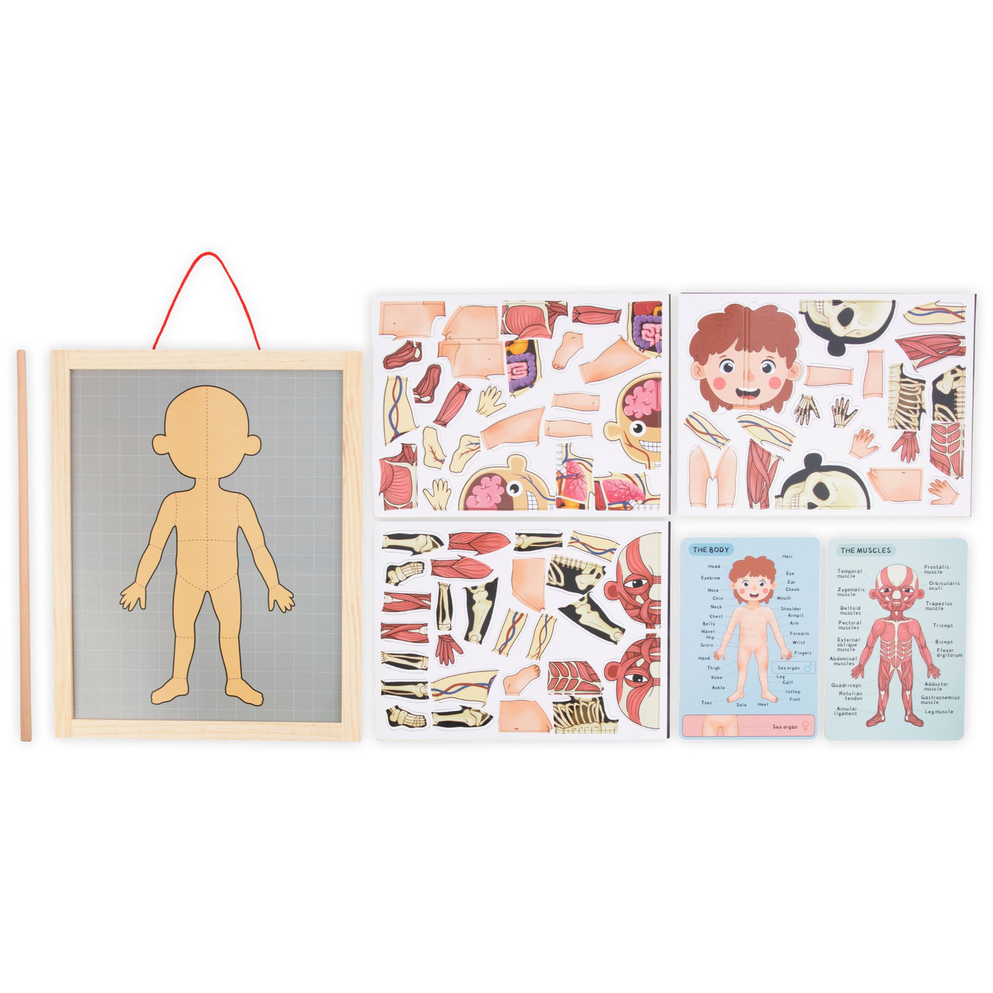 Magnetne uganke - Nauk o anatomiji - Človeško telo