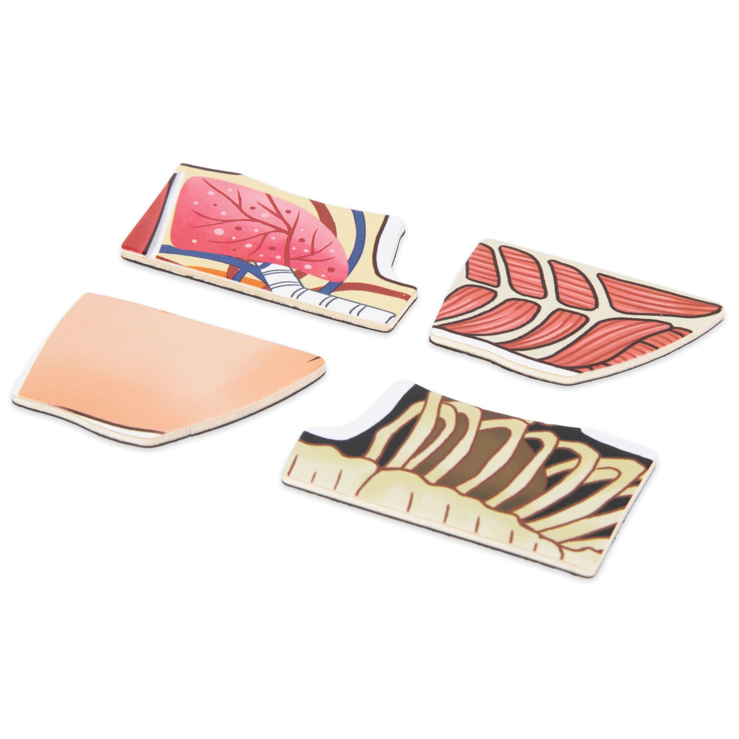 Magnetne uganke - Nauk o anatomiji - Človeško telo